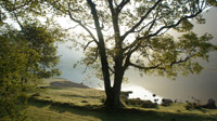 Tree at Brotherswater